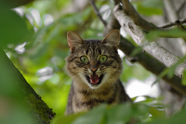 カナダのシェアハウスの違法な値上げに怒る猫